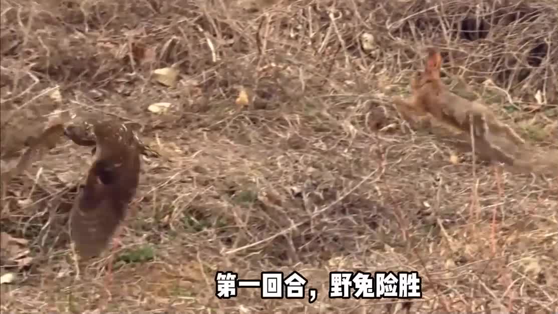 苍鹰食兔，任你灵蛇走位，最终难逃一死
