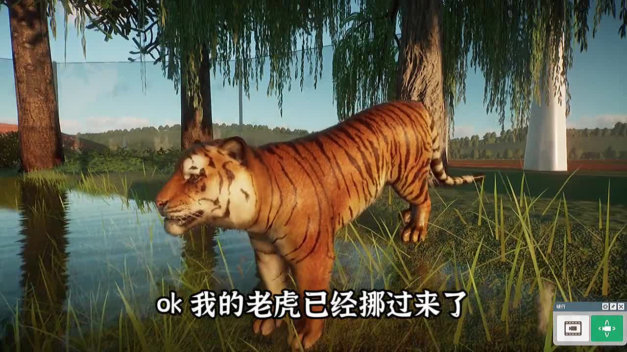 动物园之星：把老虎和狮子放在一个笼子里这结局实在出乎我意料动物steam游戏动物园之星老虎狮子老虎狮子到底谁厉害
