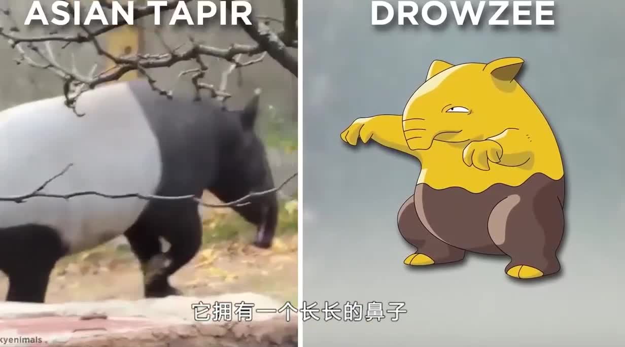 口袋妖怪现实生活中的原型，你见过几种？一点都没有动漫里可爱！