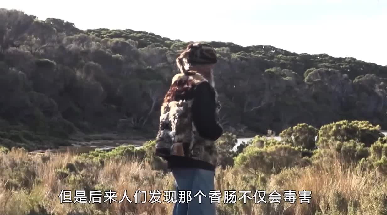 人猫大战：为消灭200万只野猫，竟发明自动杀猫机，猫做错了啥？