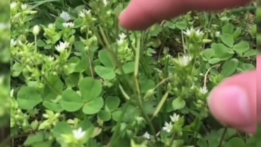 豌豆射手真的存在，他们的方式也是多种多样！网友:那僵尸也是真的吗？