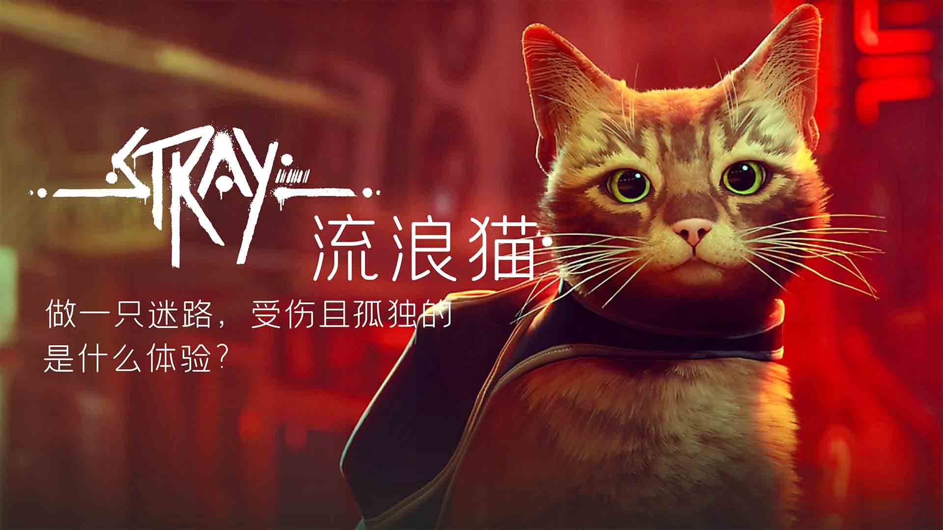 流浪猫模拟器：不做人的第一天，还有点不习惯