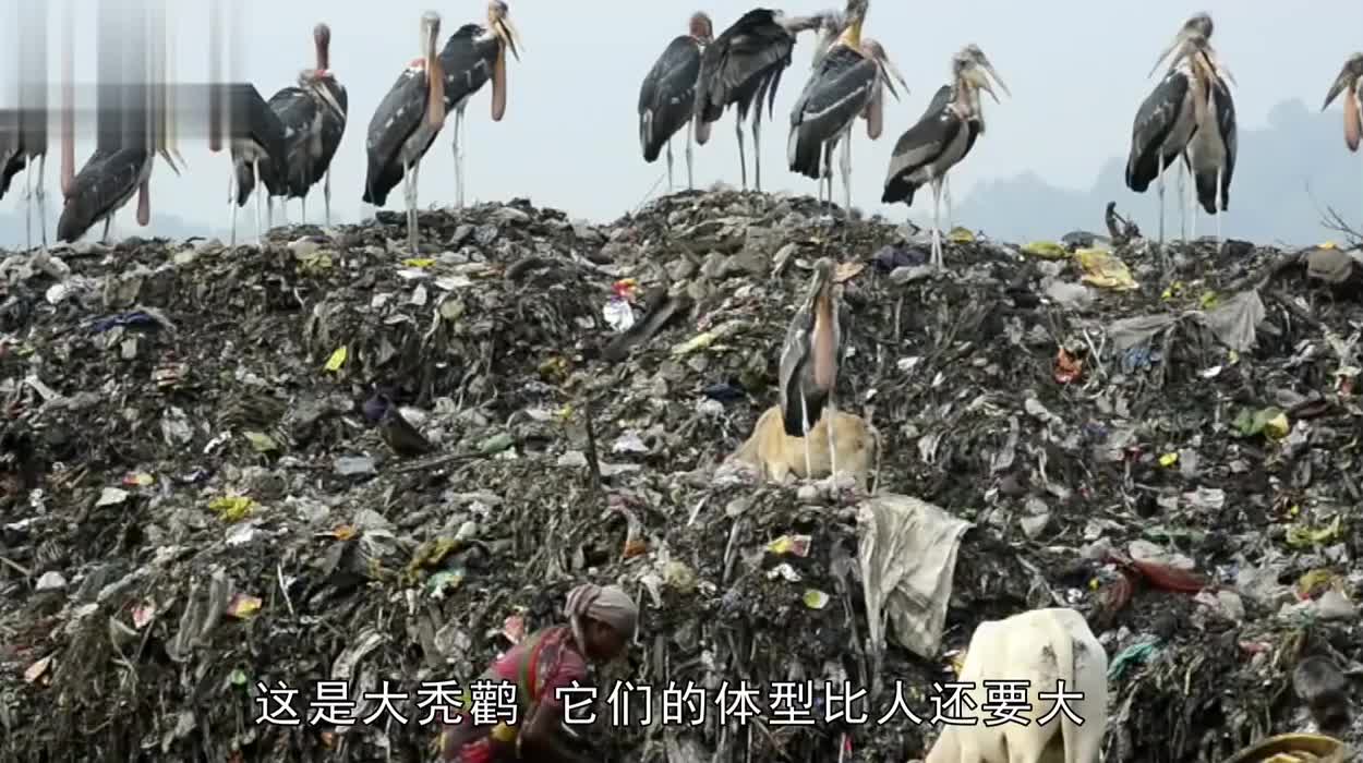 垃圾保卫战！为了生存做这事儿？怪鸟组队叫暂停！