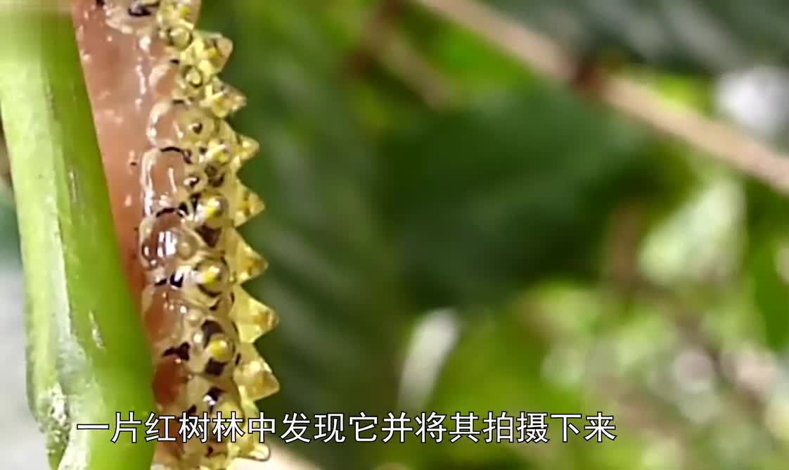 史上最牛毛毛虫！全身透明，特殊技能你猜？