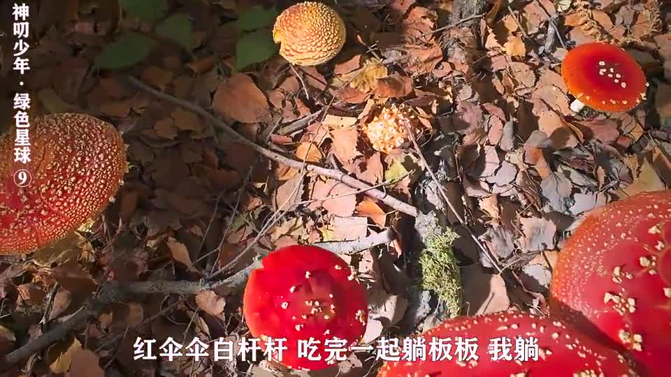现实版本的豌豆射手