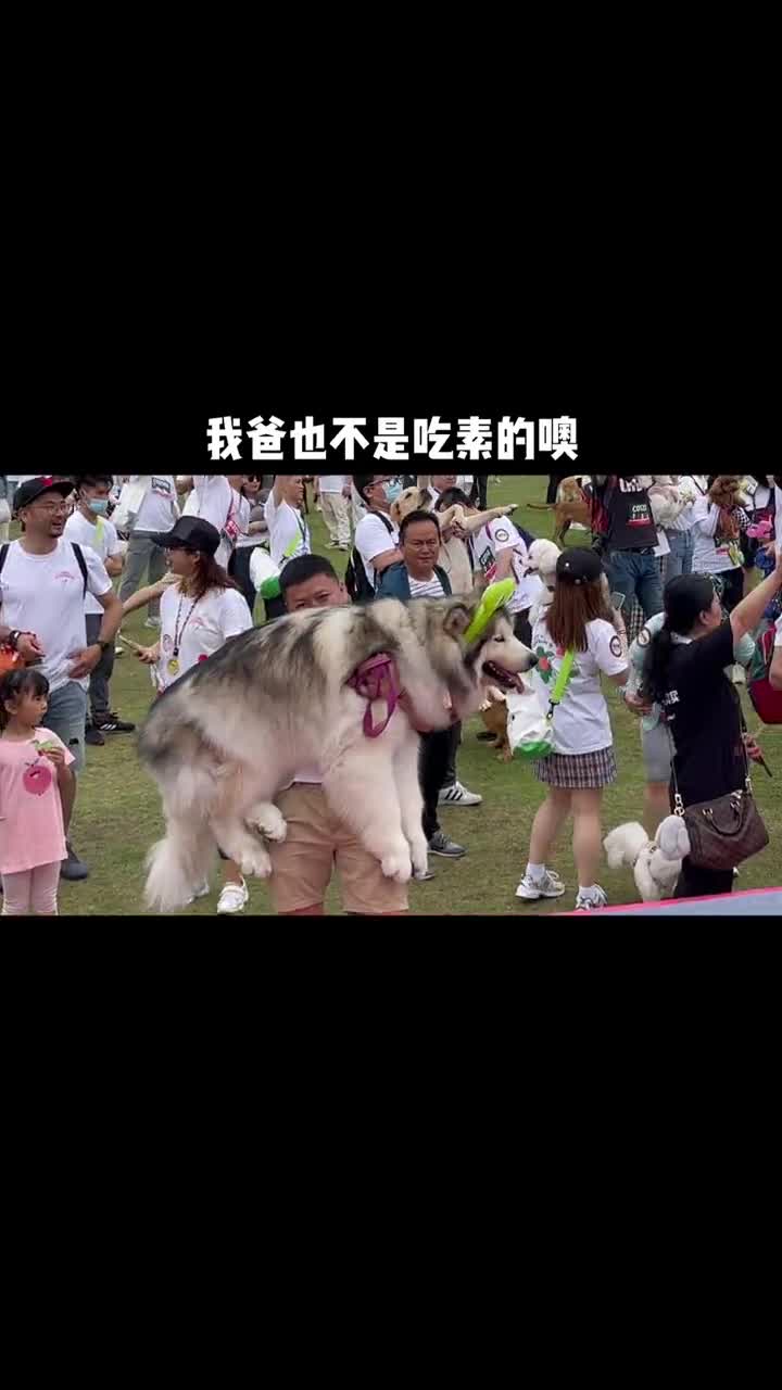 我被二傻子刺激了！！ 萌宠出道计划