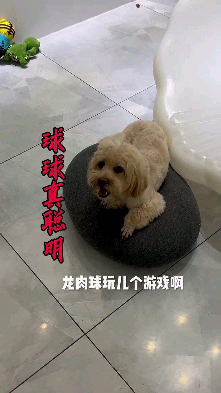 玩的六不六，我都要忘了什么动作了，它比我记得还清楚