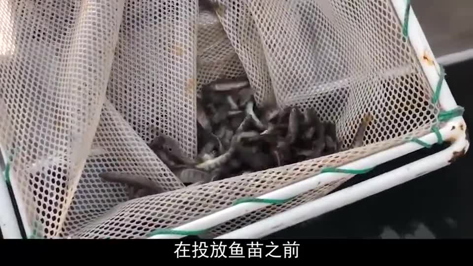 国空投“鱼炸弹”，让鱼飞一会，存活率竟可以高达！