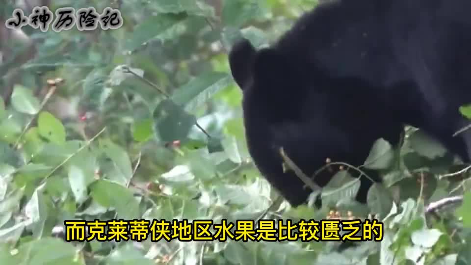 吃货熊的水果战争小马来熊扼守克拉地峡，大黑熊败北