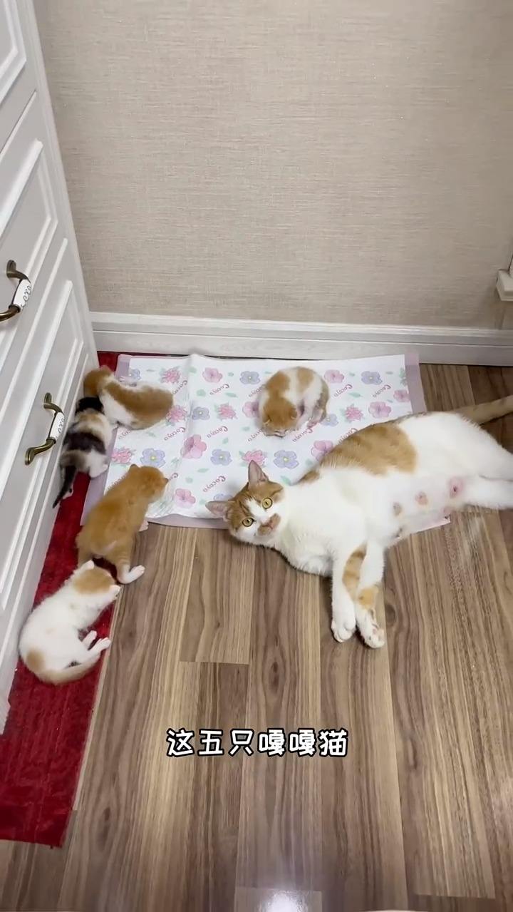 #风起小视频新手计划#有没有喜欢猫猫虫的，在线等，挺急的