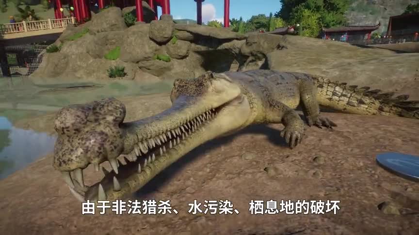 动物园之星05：这是一只恒河鳄，身长4米，给它寻找饲养员