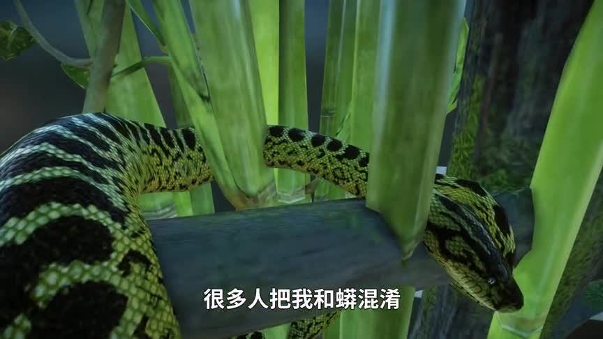 动物园之星03：这叫黄水蚺，体长有3米，轻松猎杀大型动物