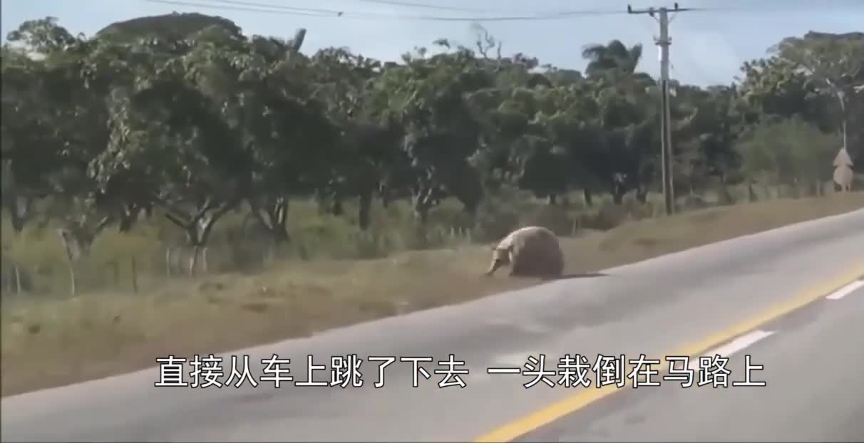 二师兄不甘被宰，上演绝地求生，300斤的胖子也能有这身手？