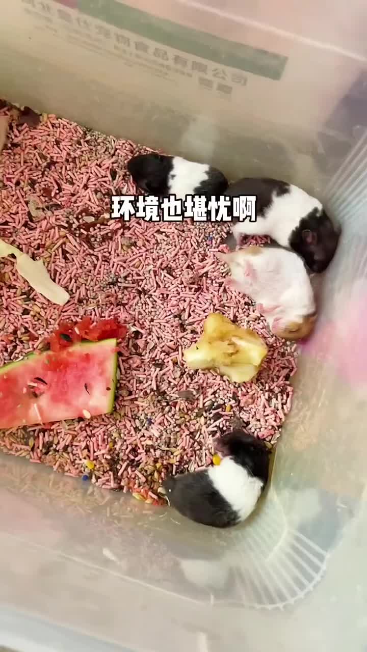 花鸟市场奇遇记，领到一只小幸运儿！希望能平安长大呀！
