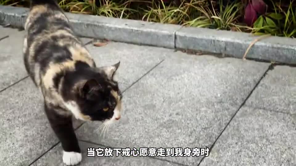 我支持并呼吁《反对虐杀虐待动物法》的成立！