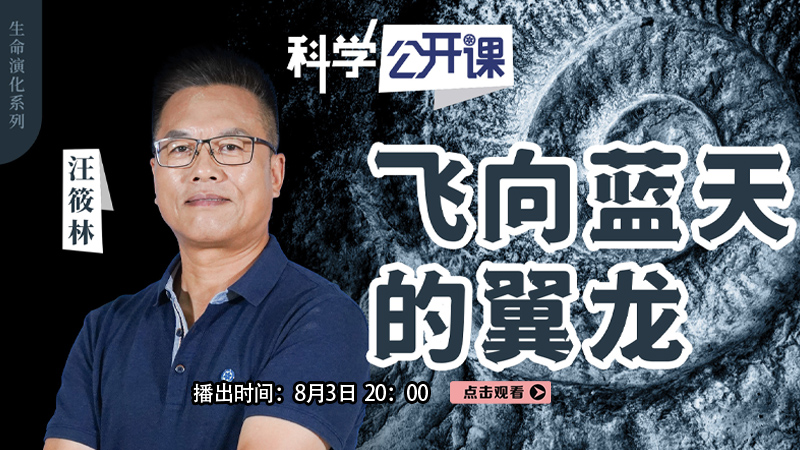 飞向蓝天的翼龙直播回放