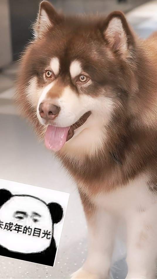 喂？妖妖灵吗，这里有狗子偷看