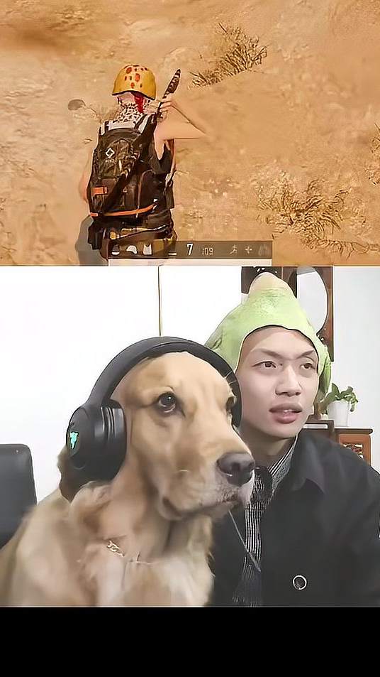 电竞狗我懒得鸟你