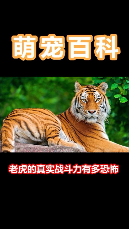 除了不会飞，其他技能点满的老虎，真实战斗力有多恐怖