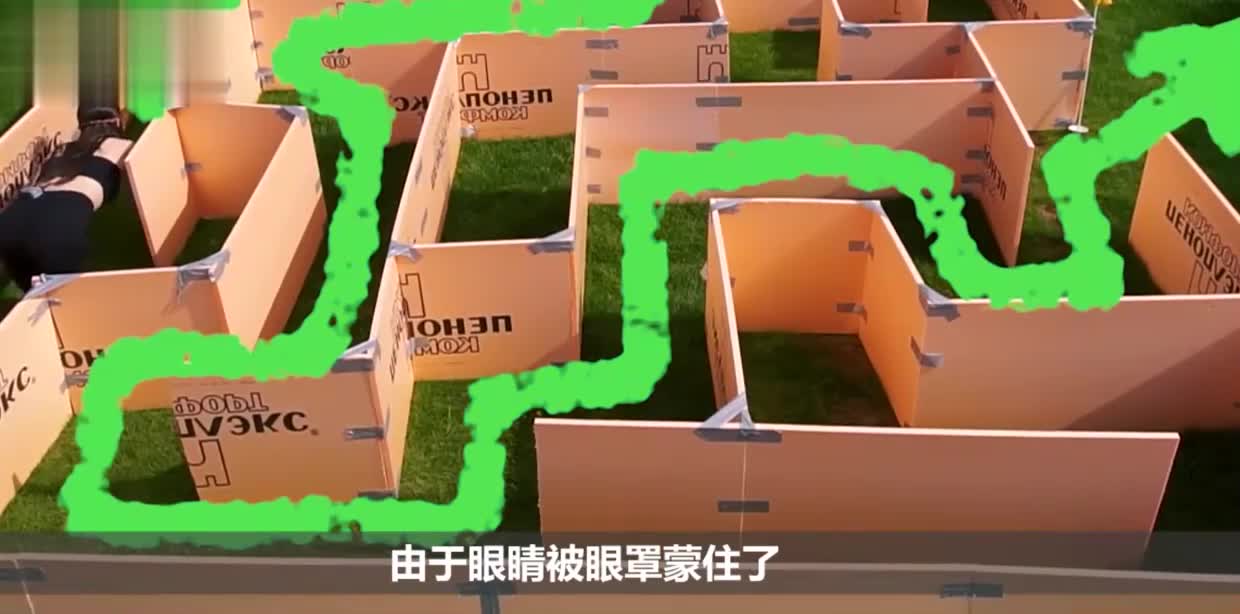 迷宫大作战！美女蒙眼和狗狗进行比赛，结局实在是辣眼睛！