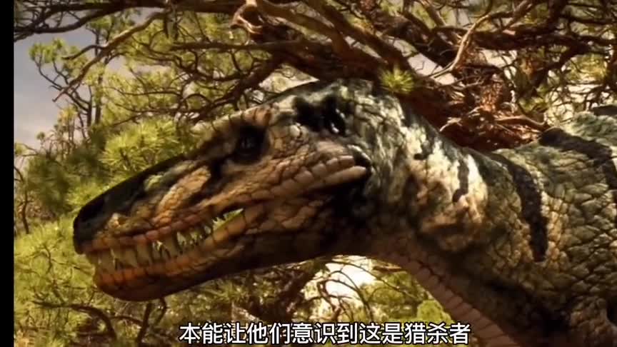 恐龙大战：雌性霸王龙为保护幼崽，大战矮暴龙
