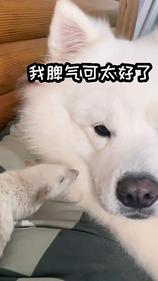 难过，我再也见不到我的小逻辑鼠了！