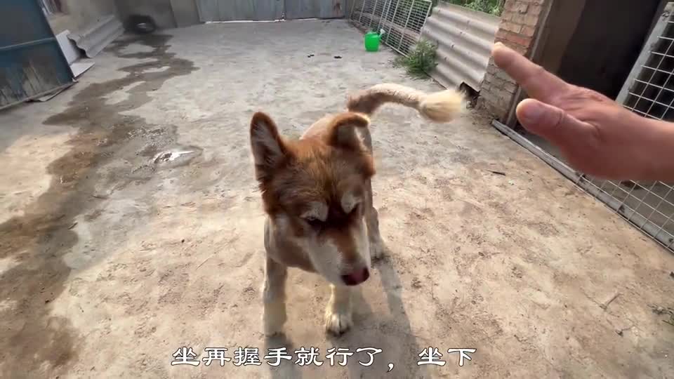 屋内战神出门被拿捏三次，皮皮还是不服恩佐，揍我可以服是不可能