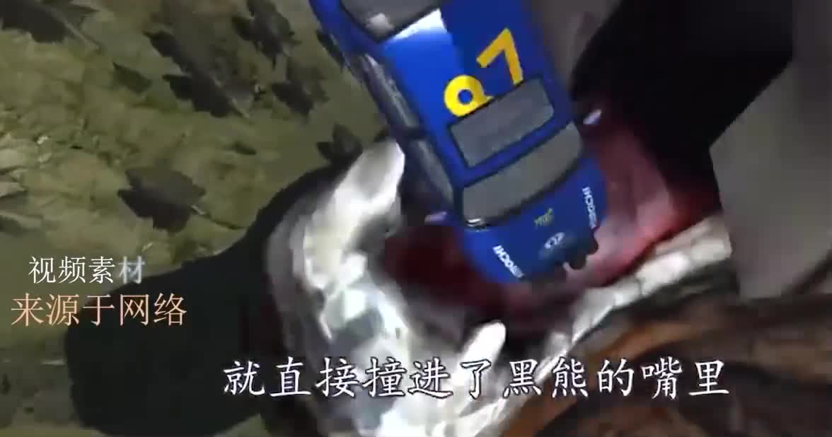 巨型黑熊拦截高速汽车，3D动画模拟全程，一口一辆太刺激！