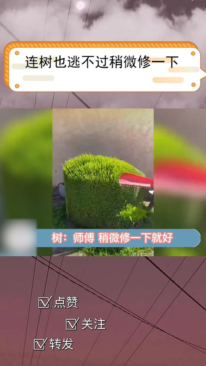 树：我只想稍微修一下啊！