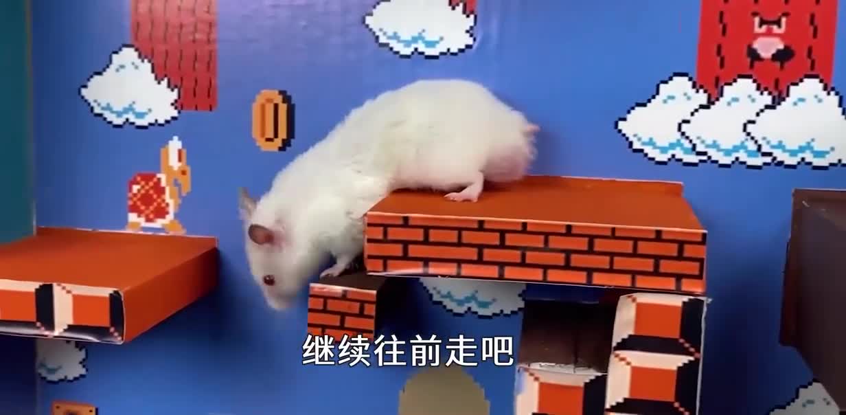 仓鼠挑战超级马里奥关卡！通关真的太难了！