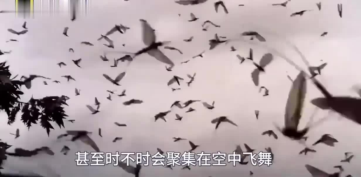 5000只鸭子过马路？飞虫包围汽车？这个世界怎么了？