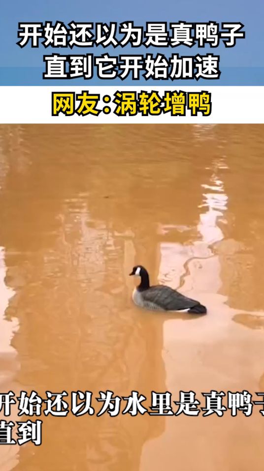 开始还以为是真鸭子，直到它开始加速，网友：涡轮增鸭