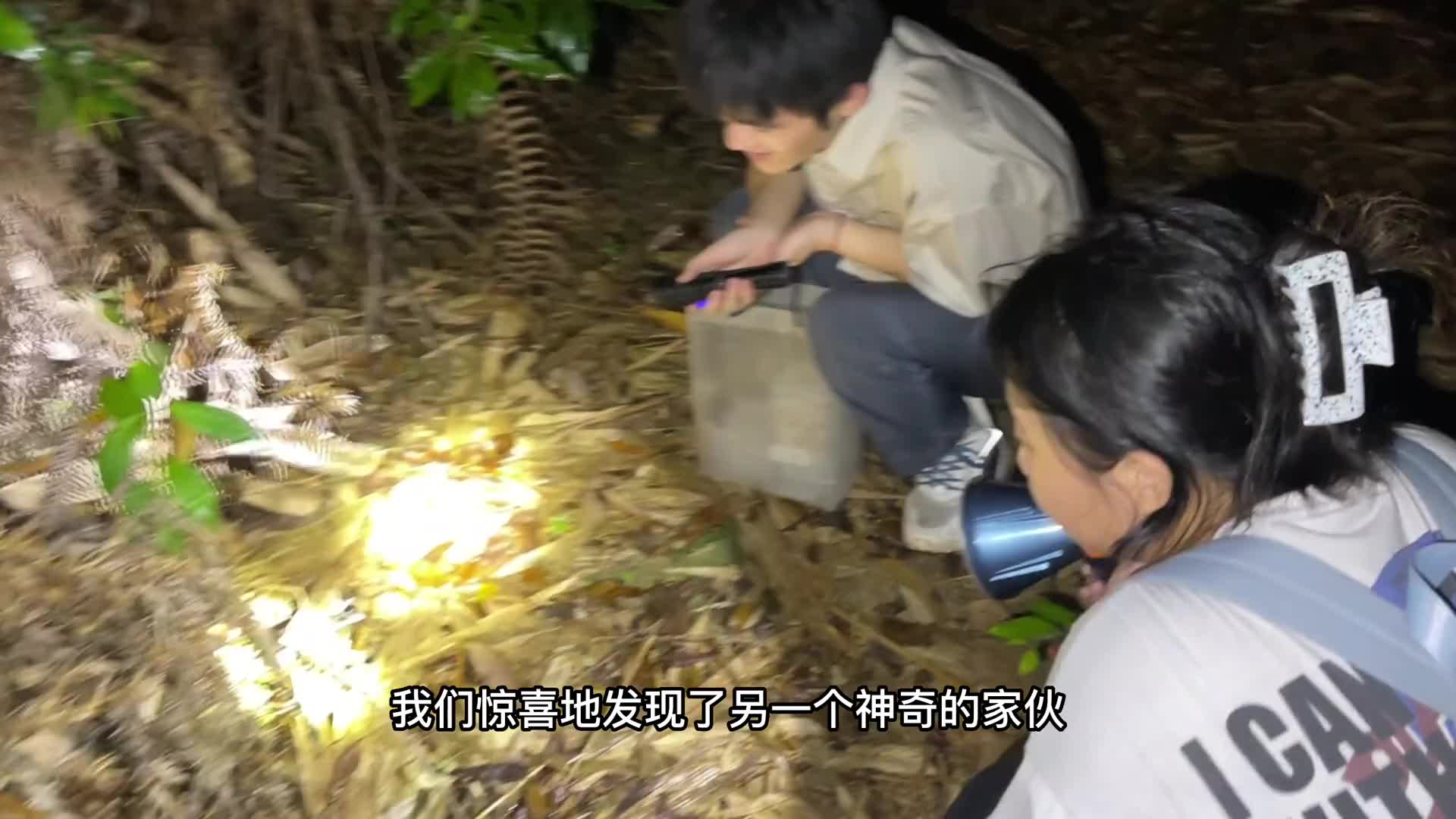 寻萤者奇遇：今晚找萤火虫，还发现了这些神奇生物！
