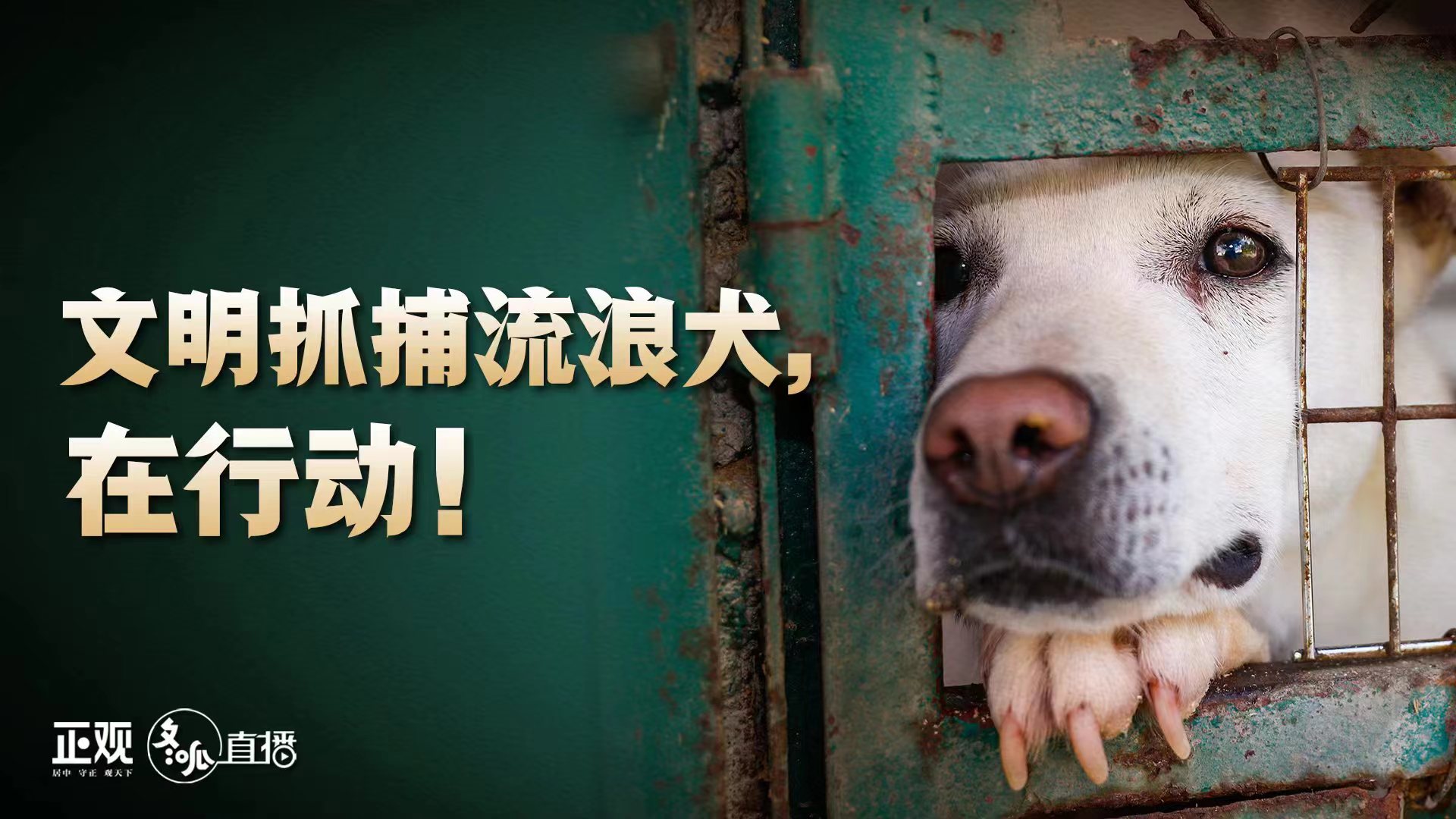 文明抓捕流浪犬，在行动！直播回放