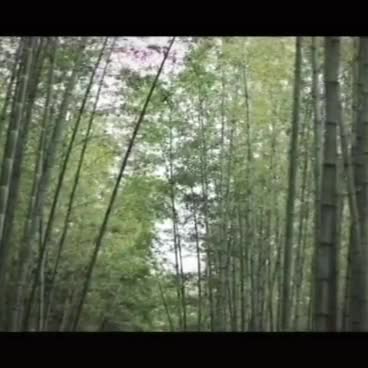 蓦然回首…小白是你吗？