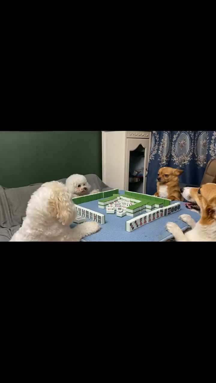 悟空以后还是别玩了