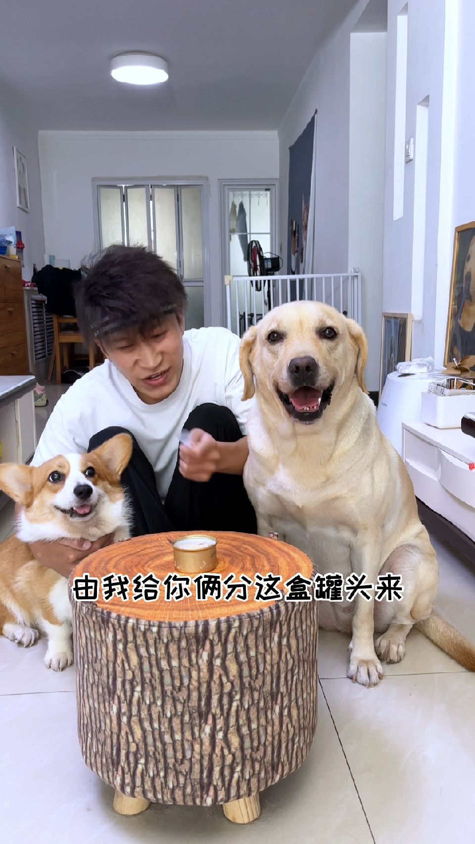 这次竟然被猫偷塔了