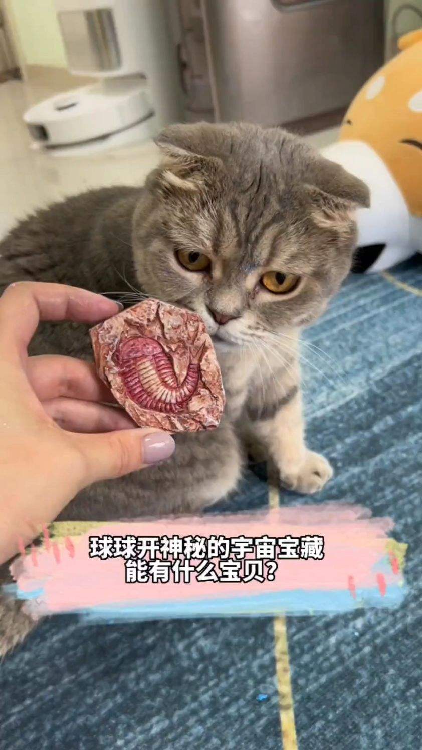球球今天开神秘的宇宙宝藏！屏幕前的你们有没有知道这是什么宝藏的？