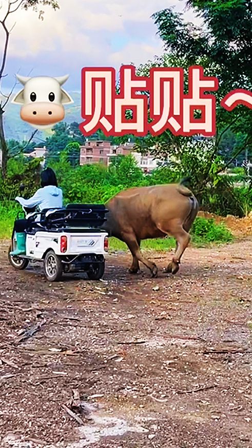 姐妹把小牛都养成宠物了