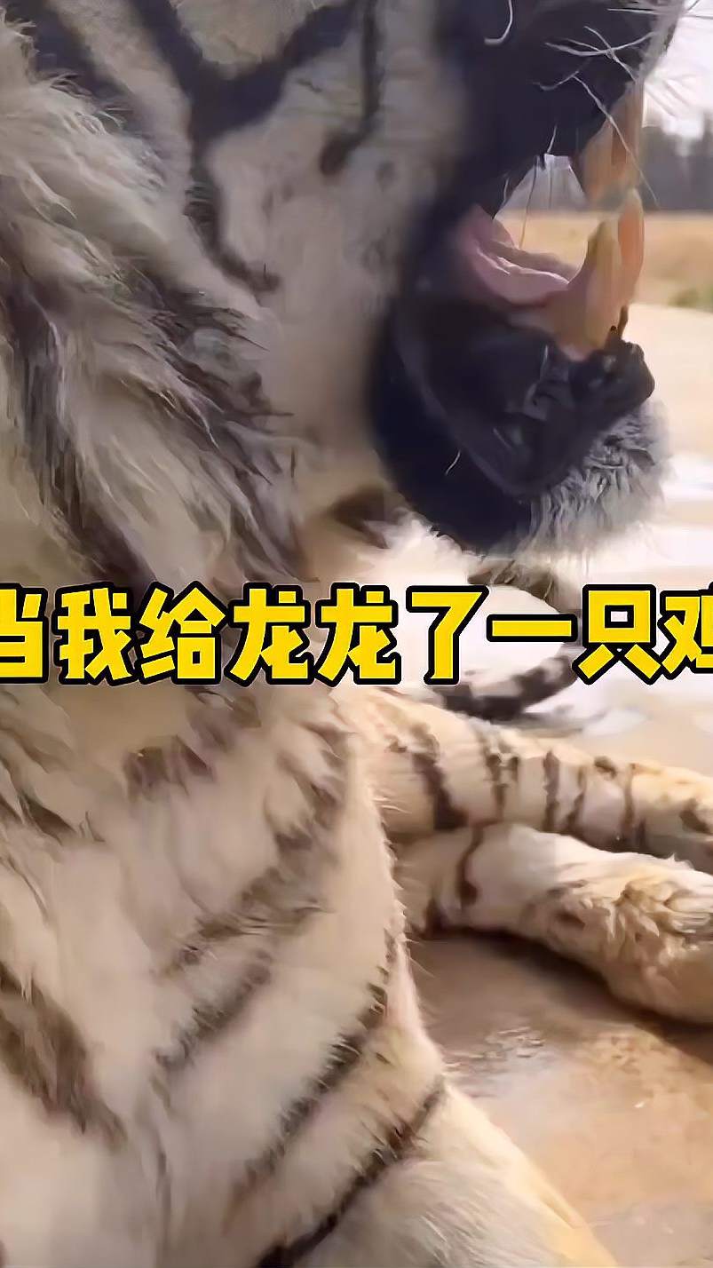 龙龙我鸡呢？