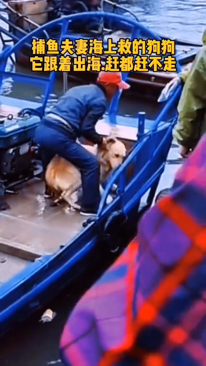 好心夫妻在海上救了一条狗狗，从此它每天都会跟着出海捕鱼，赶都赶不走！  ​ #人间情感图鉴 #游戏新星扶持计划