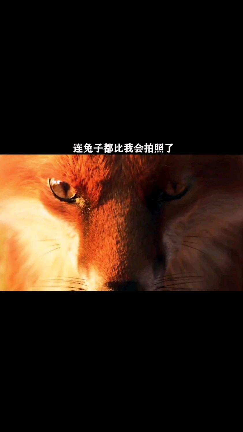 这年头 连兔子都比我会拍照了
