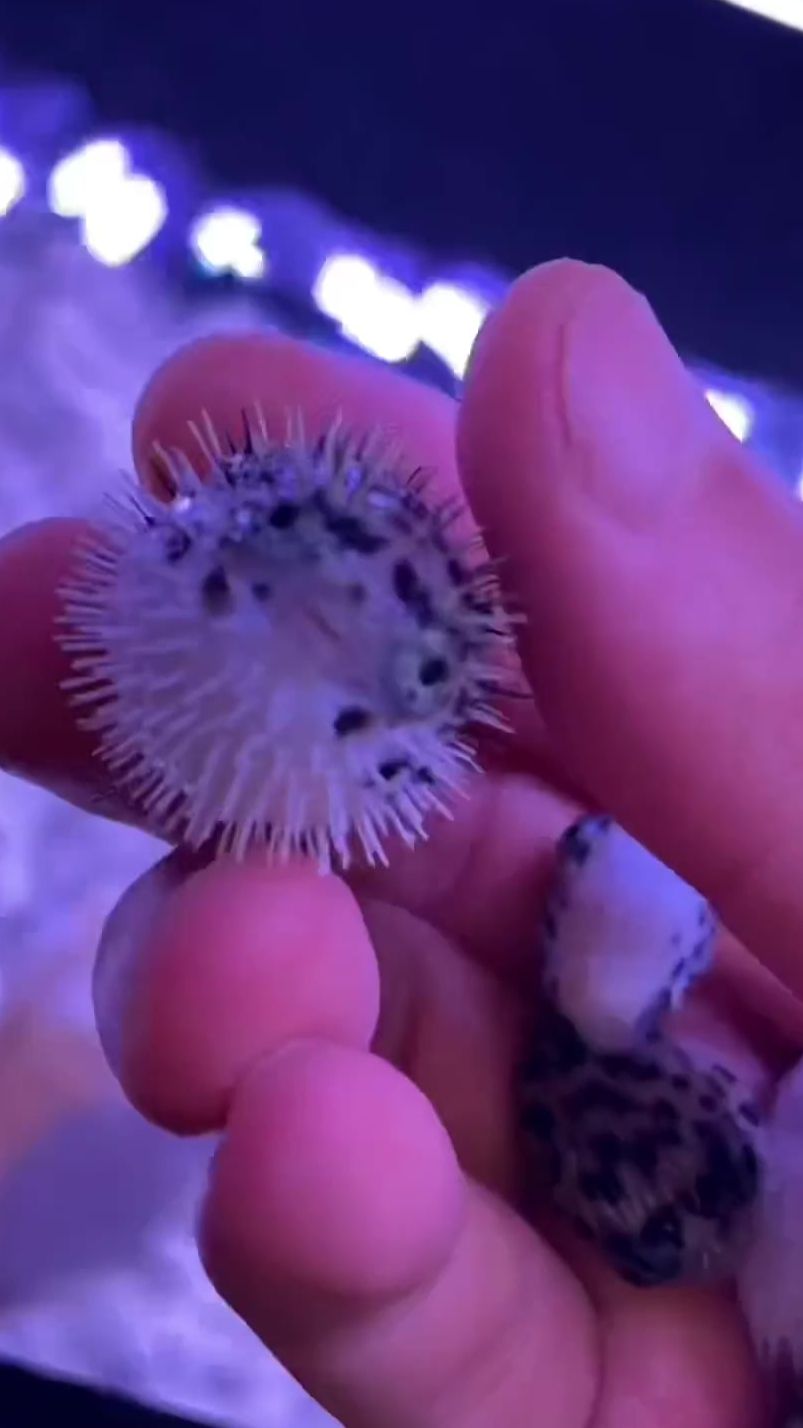 明天会到一只重量级新成员
