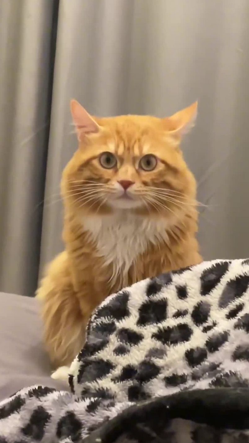 本来打斗地主好好的发现它一直盯着我后面方向