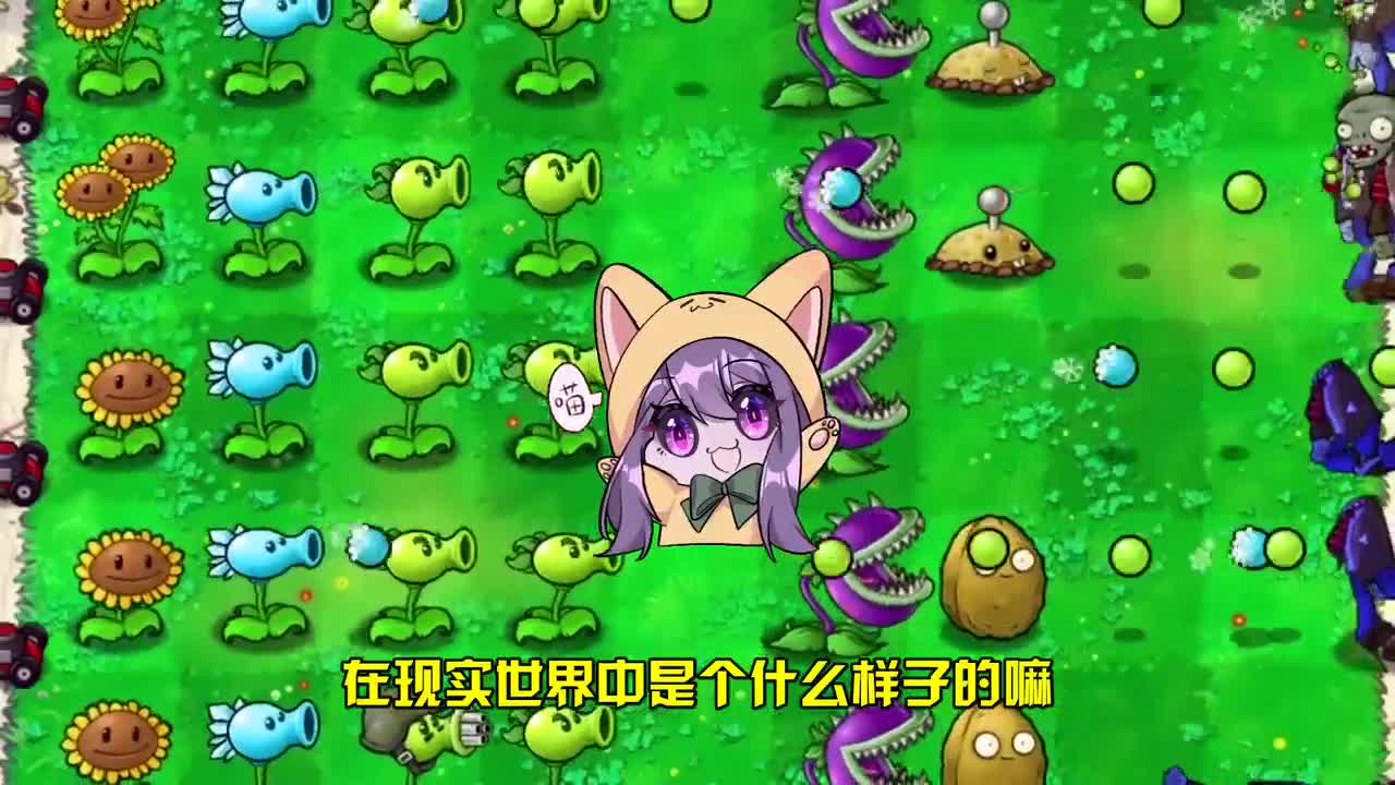 植物大战僵尸：你不会还不知道，玉米投手的黄油不是玉米产出的吧