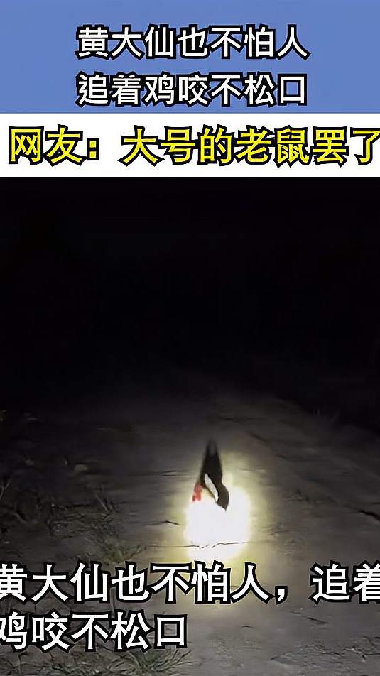 黄大仙也不怕人，追着鸡咬不松口，网友：大号的老鼠罢了！