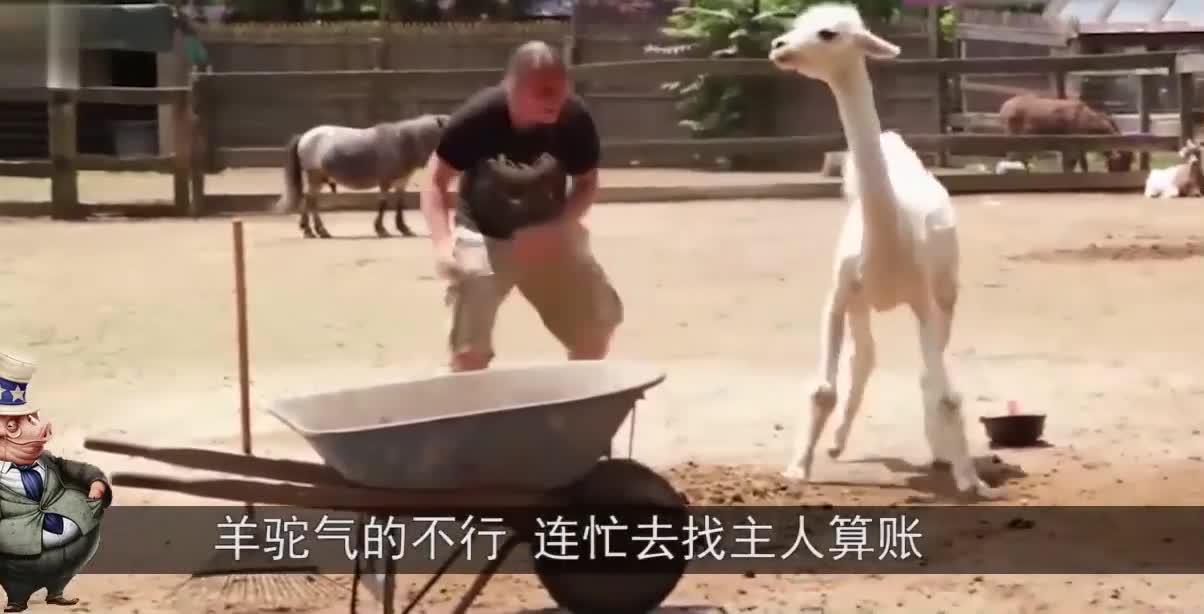 二师兄不甘成为下酒菜，上演一场绝地求生