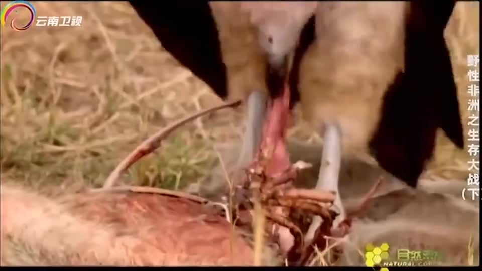 草原死神降临，秃鹫无情地撕咬鬣狗尸体，吃出了一个大窟窿！
