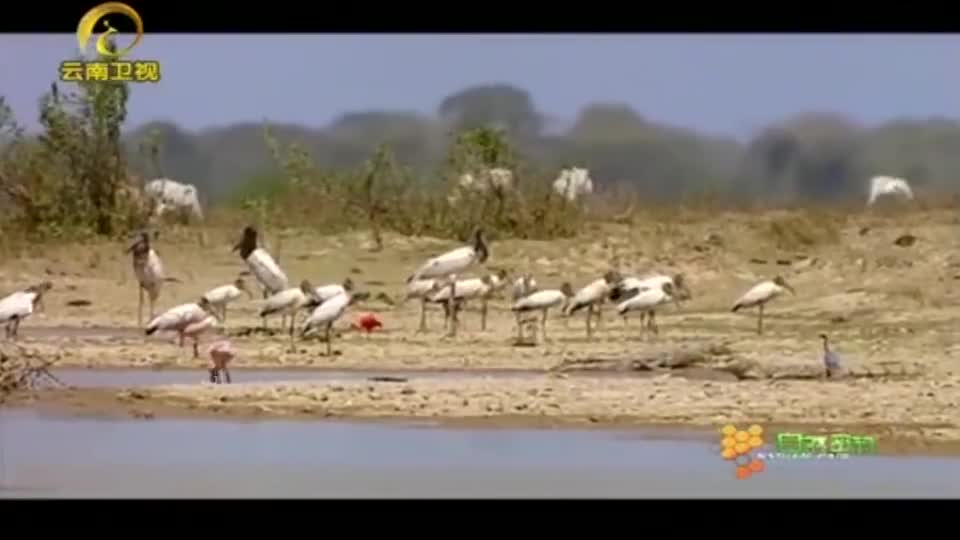 旱季到来了，平原上的水源逐渐干涸，鱼儿在此挣扎求生！