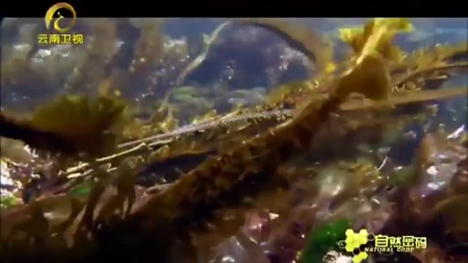 害羞的斑海豹，在隐蔽地方生产，摄像机拍下这一幕